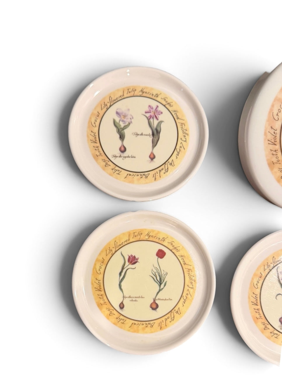 Cloverleaf Botanical “Tulip Bulbs” Vintage Melamine Coaster Set (5) With Case – Made in England