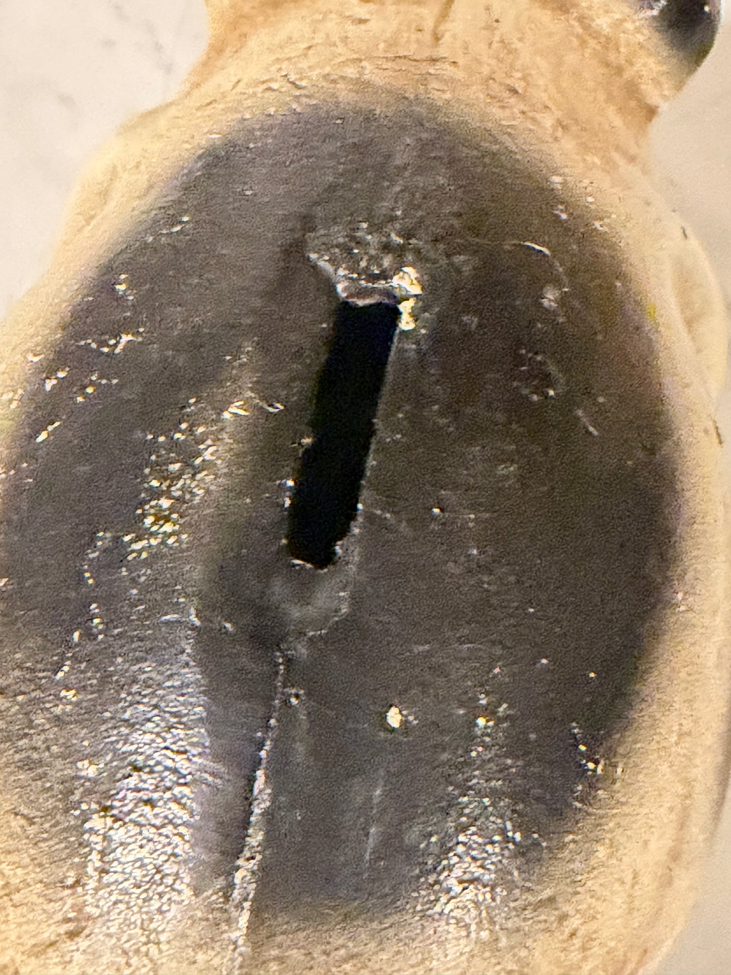 Vintage Cast Iron Still Piggy Bank – Black & Tan