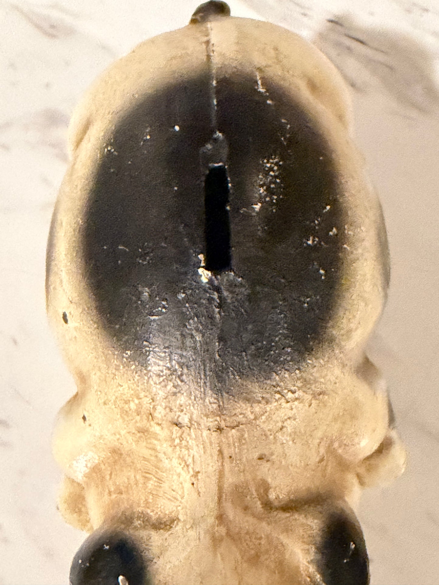 Vintage Cast Iron Still Piggy Bank – Black & Tan