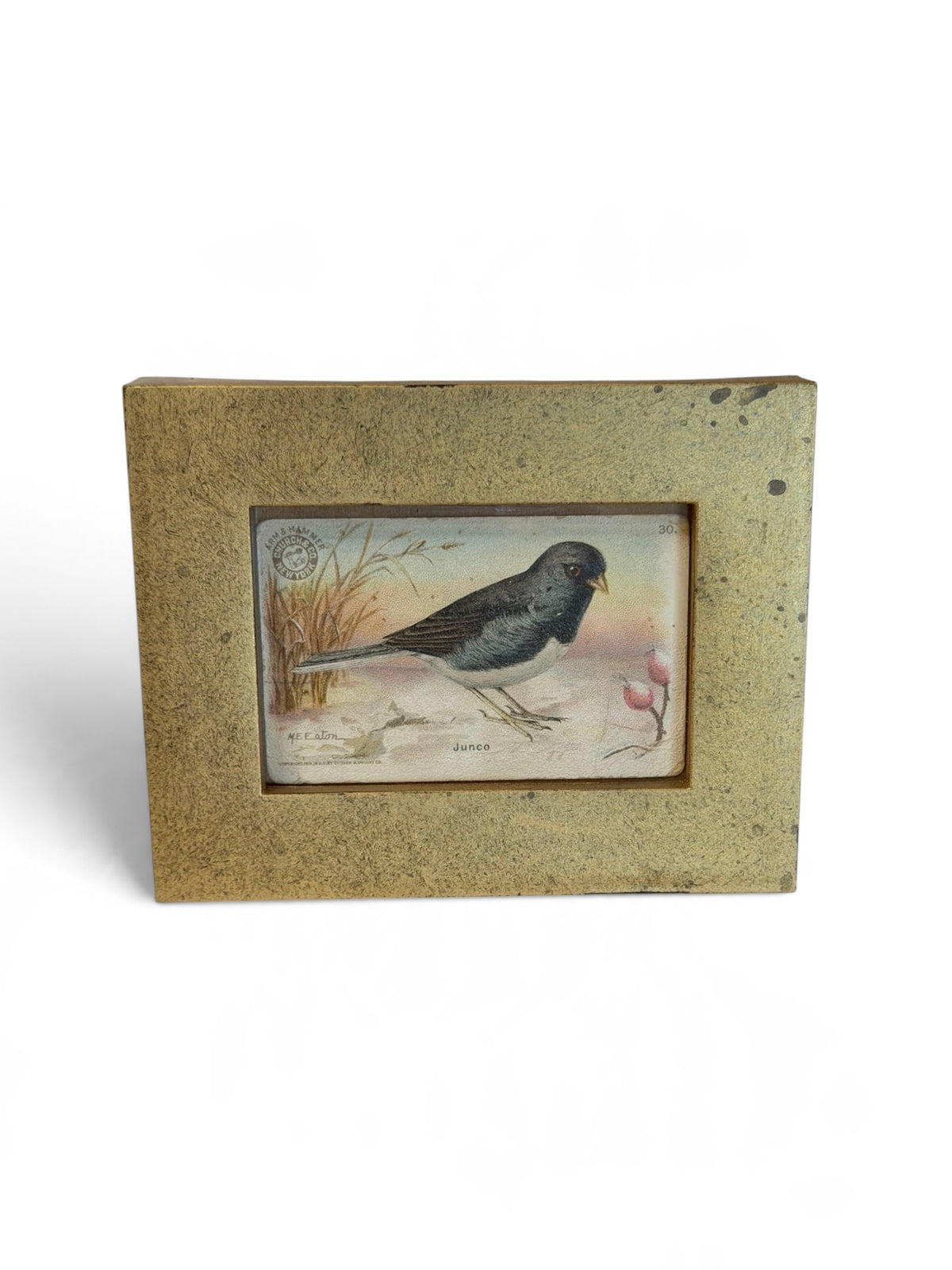 Junco Bird Vintage Arm & Hammer Trading Card in Ornate Gold Frame | Flea & Frame Creation