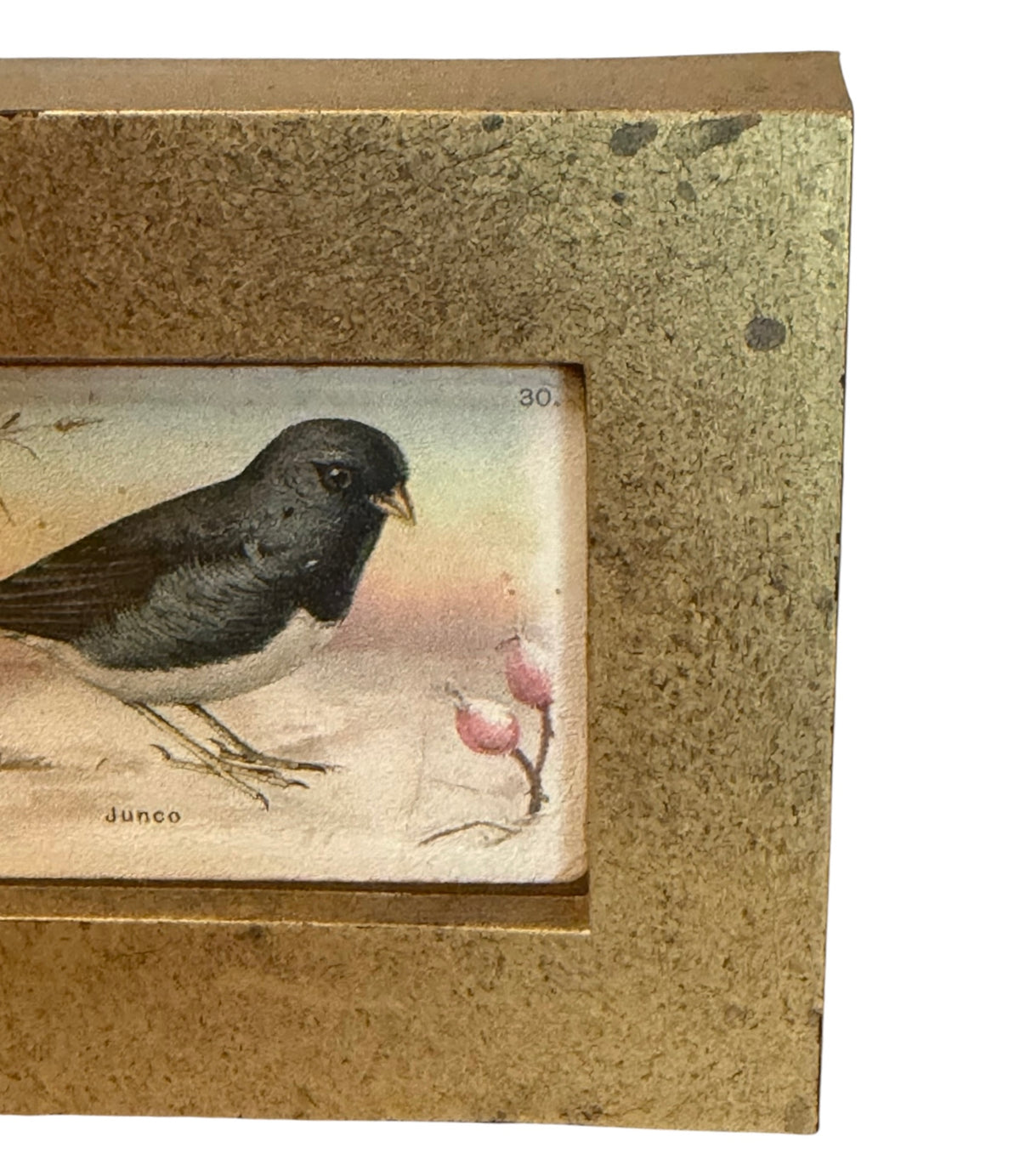 Junco Bird Vintage Arm & Hammer Trading Card in Ornate Gold Frame | Flea & Frame Creation