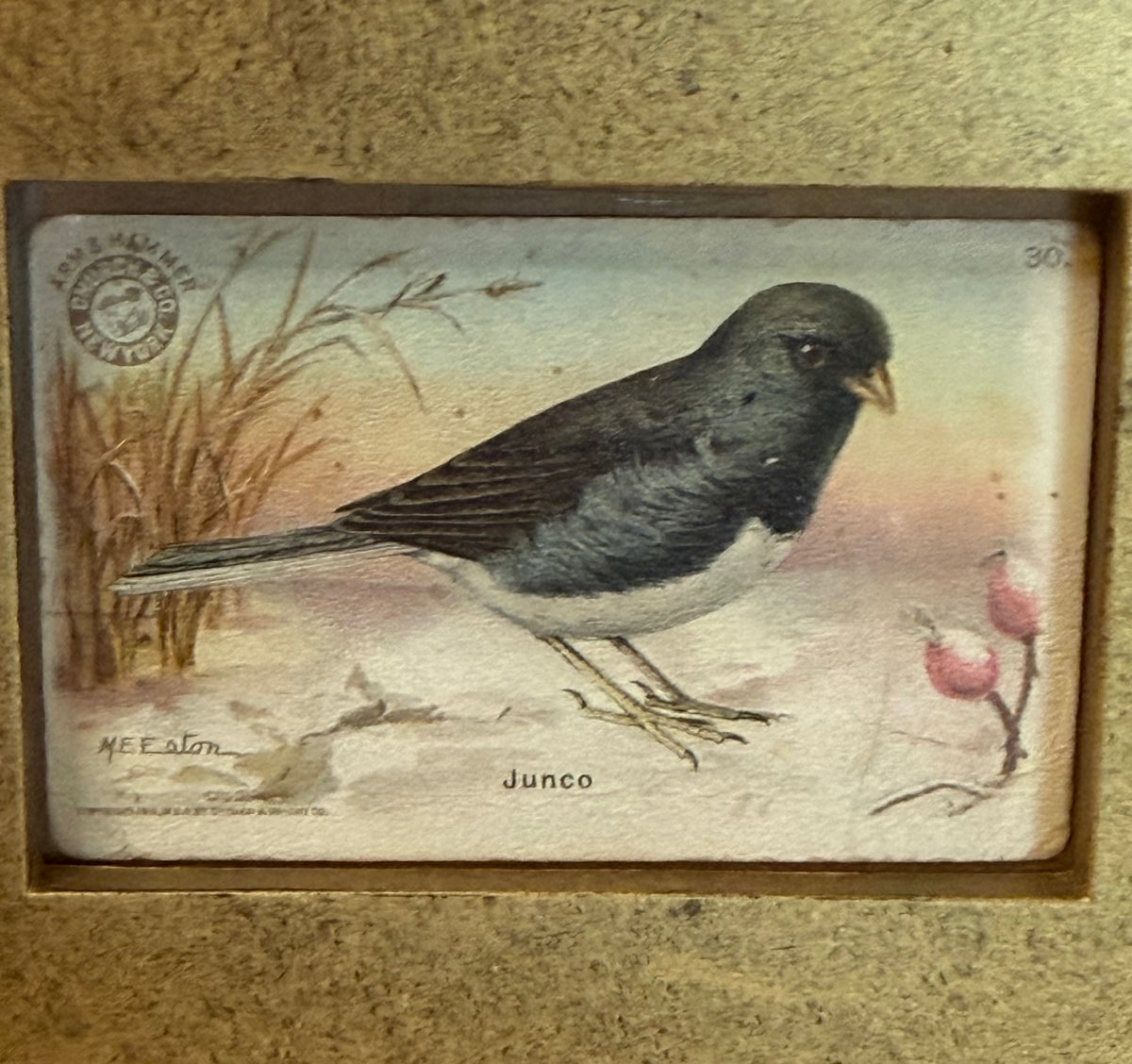 Junco Bird Vintage Arm & Hammer Trading Card in Ornate Gold Frame | Flea & Frame Creation