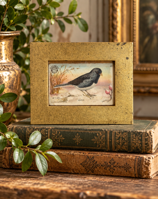 Junco Bird Vintage Arm & Hammer Trading Card in Ornate Gold Frame | Flea & Frame Creation